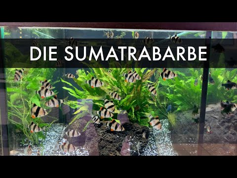 Sumatrabarbe