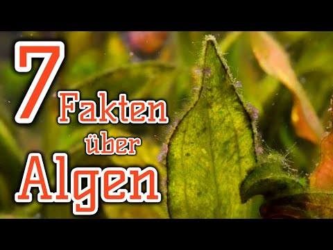 Algen im Aquarium bekämpfen