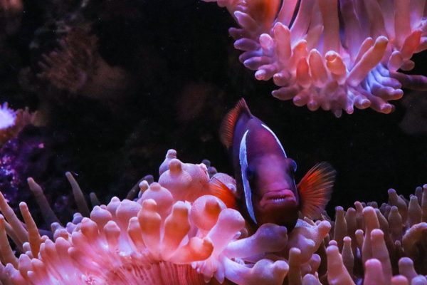 Anemonen im Meerwasser-Aquarium › Aquarium-Fische.net