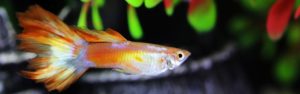 Posthornschnecken im Aquarium Tipps zur Haltung