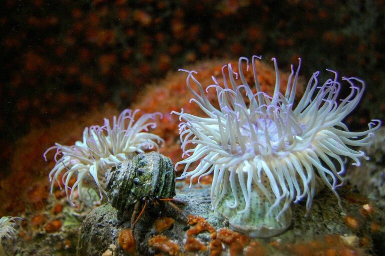 Anemonen im Meerwasser-Aquarium › Aquarium-Fische.net