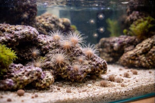 Glasrosen in unterschiedlichen Größen breiten sich auf Lebendgestein im Aquarium aus