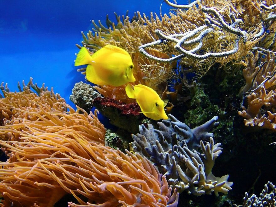 Stickstoffkreislauf im Aquarium