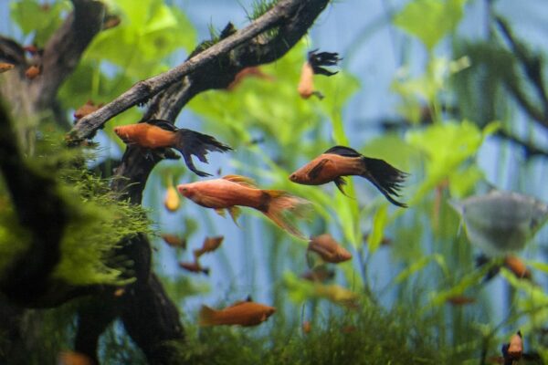 beliebte Fische für Anfänger im Aquarium