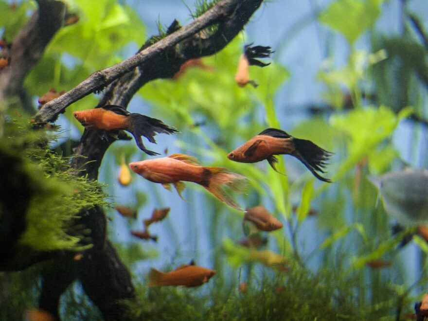 beliebte Fische für Anfänger im Aquarium