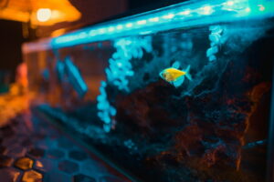 Aquarium Licht - die richtige Beleuchtung im Aquarium