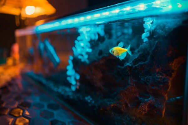 Aquarium Licht: optimale Aquarium Beleuchtung für Wasserpflanzen