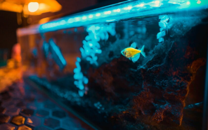 Aquarium Licht - die richtige Beleuchtung im Aquarium