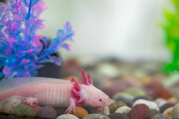 Axolotl im Aquarium