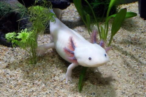axolotl leucistique maennlich