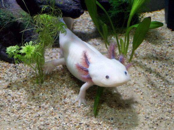 Axolotl männlich
