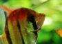 Skalar oder Segelflosser - Pterophyllum scalare