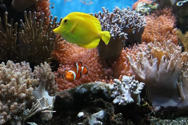 Karbonathärte: KH-Werte im Meerwasser-Aquarium