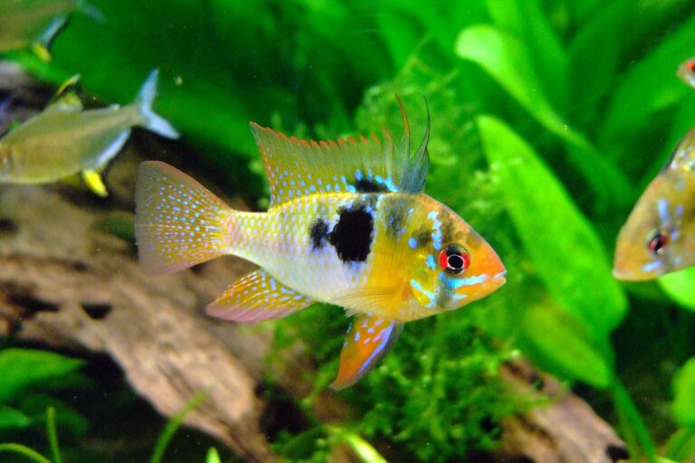 Nitrit im Aquarium