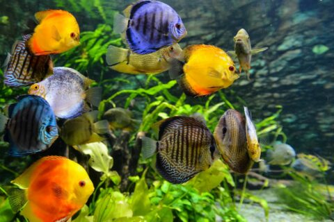 Chlor im Aquarium ist schädlich für Fische und Pflanzen