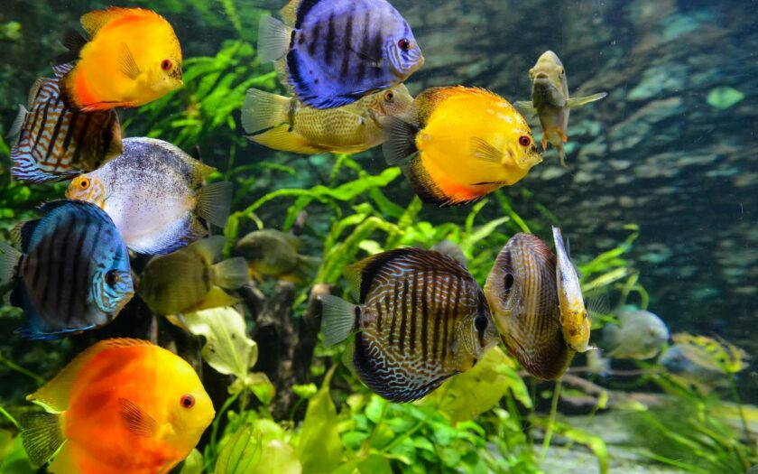Chlor im Aquarium ist schädlich für Fische und Pflanzen