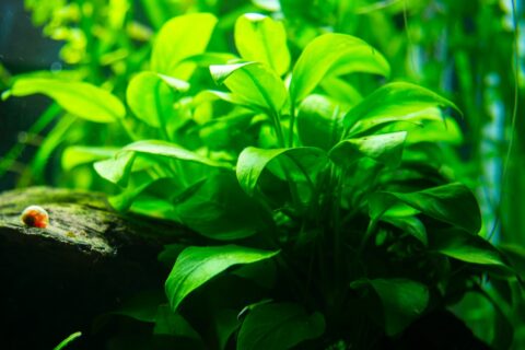 CO2 im Aquarium: Wichtig für Tiere und Pflanzen