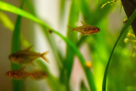 Detailaufnahme aus dem Süßwasser-Aquarium