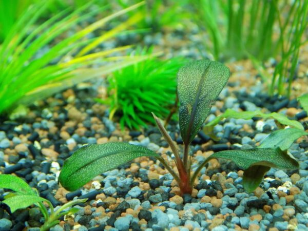 Bucephalandra Aquariumpflanze