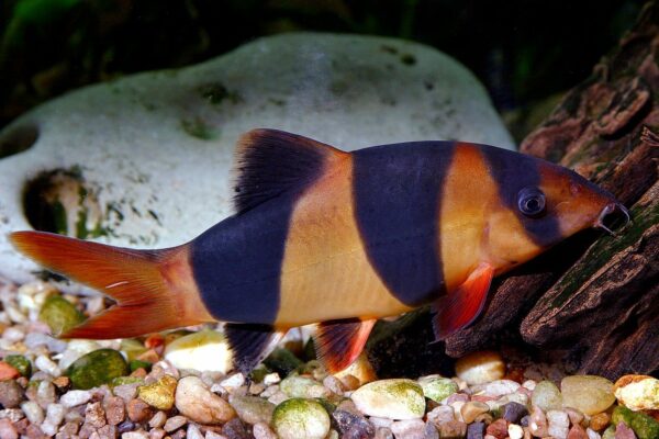 Prachtschmerle Chromobotia macracanthus im Aquarium