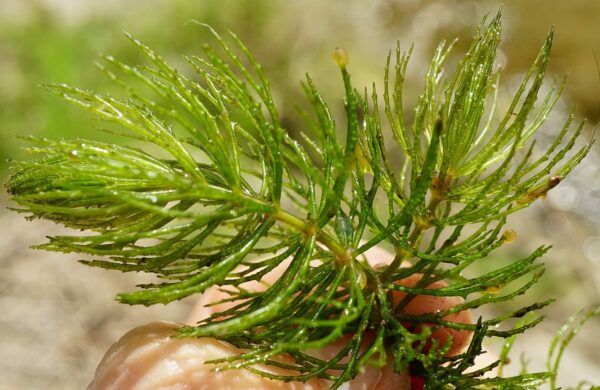 Gemeines Hornblatt bzw. Hornkraut (Ceratophyllum demersum)