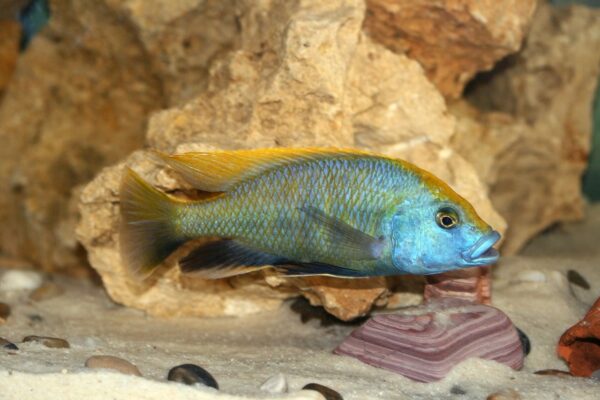 Malawi-Becken mit Nimbochromis Venustus