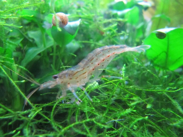 Rolle von Garnelen im Ökosystem des Aquariums