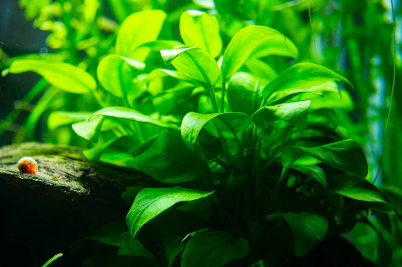 Mooskugeln im Aquarium