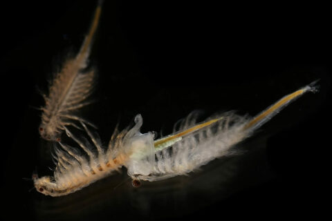 Artemia im Aquarium