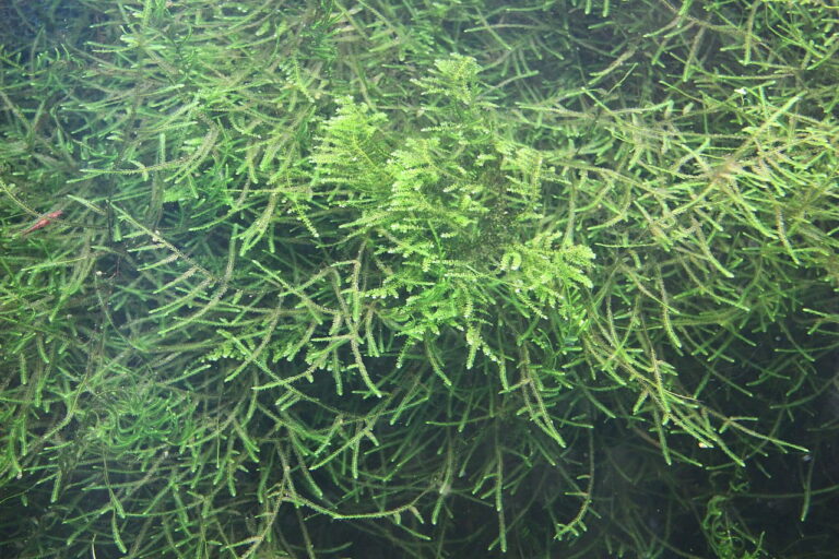 Javamoos im Aquarium