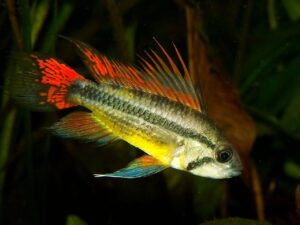 Kakadubuntbarsche - Apistogramma cacatuoides