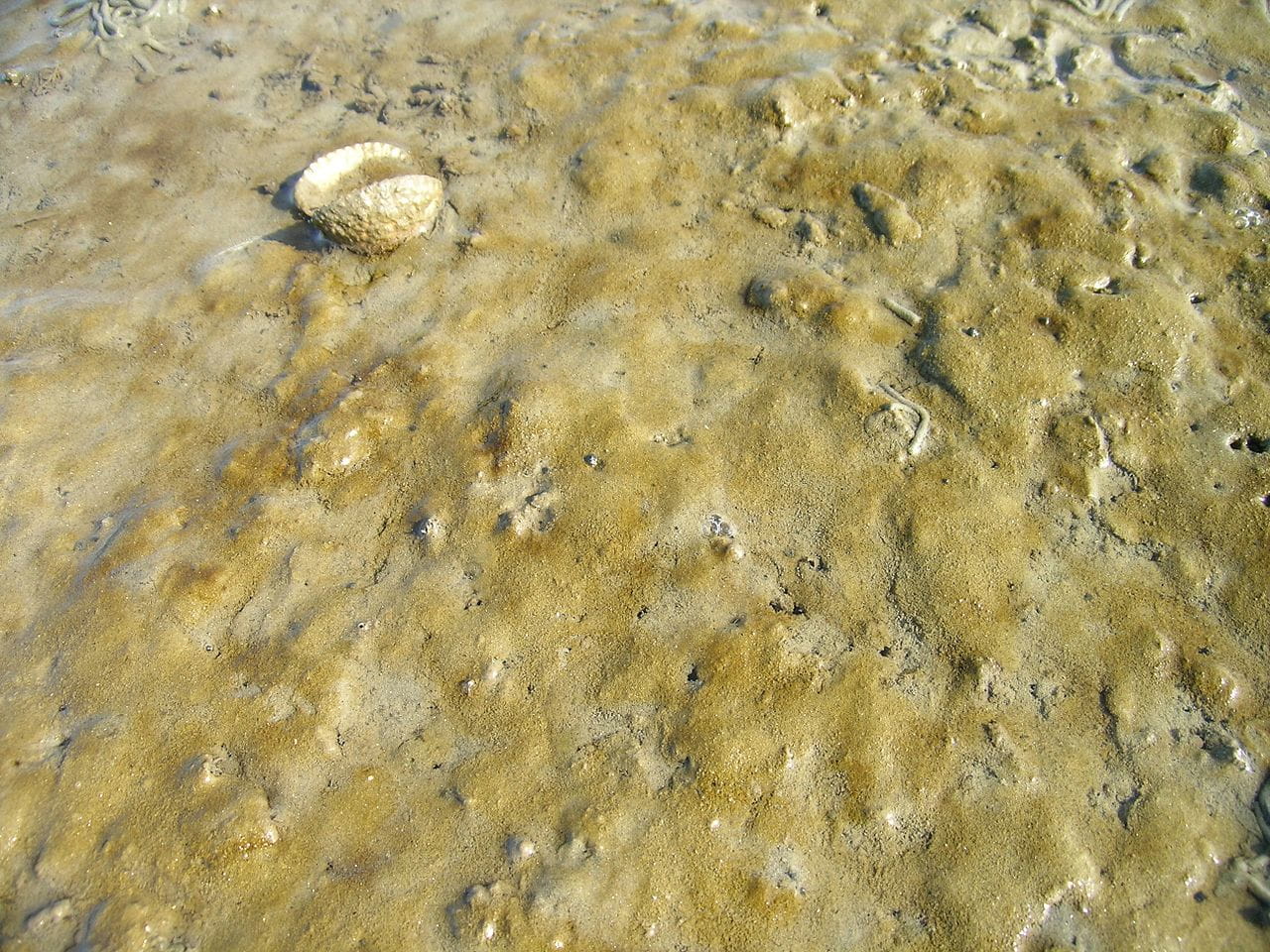 Kieselalgen im Aquarium Ursachen und wirksame Behandlung