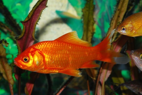 gesunder Goldfisch im Kaltwasseraquarium