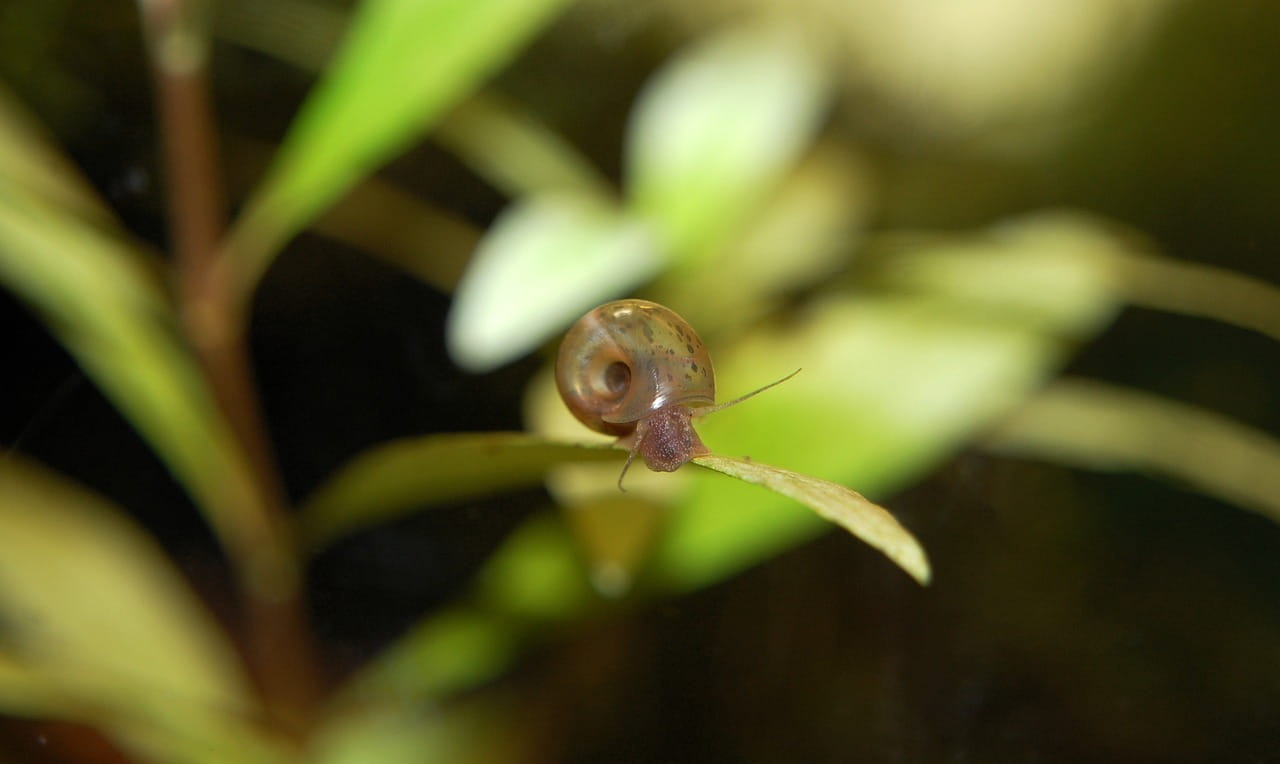 Posthornschnecken im Aquarium Tipps zur Haltung