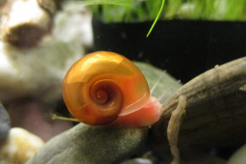 Posthornschnecke Planorbella duryi Babyschnecke