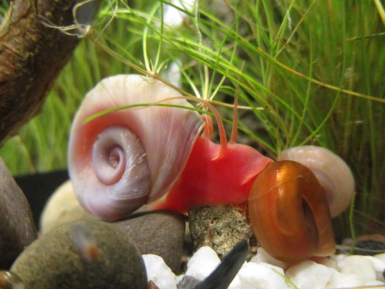 Posthornschnecken im Aquarium Tipps zur Haltung