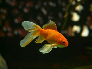 Schleierschwanz Goldfisch ist ein Kaltwasserfisch