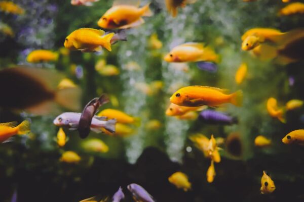 Fische im Aquarium sterben Ursachen