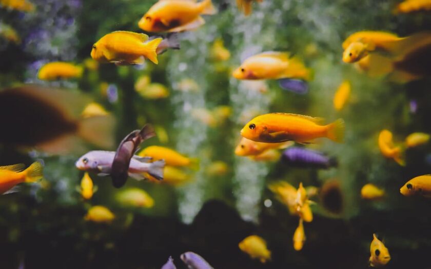 Fische im Aquarium sterben Ursachen