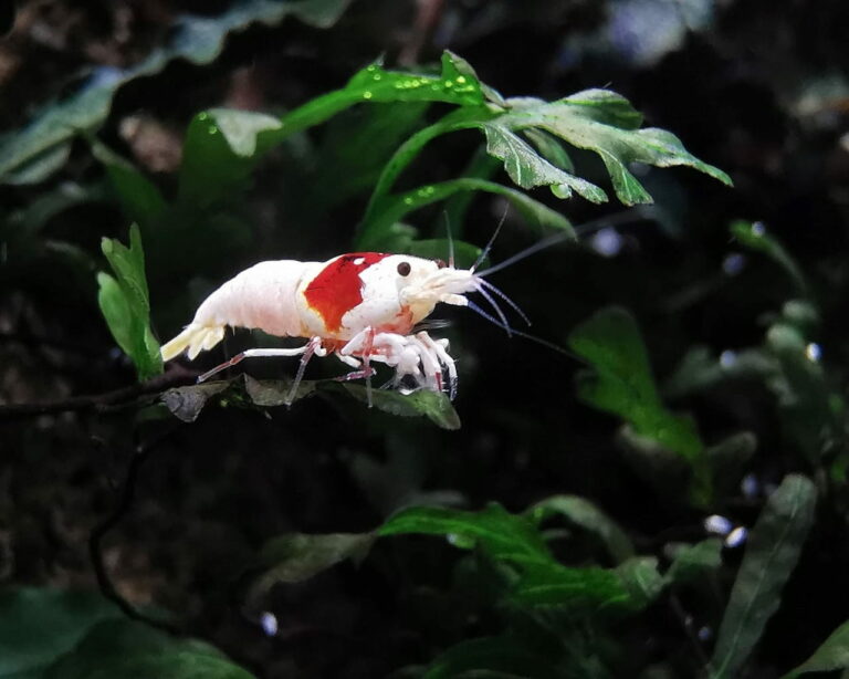 Rolle von Garnelen im Ökosystem des Aquariums