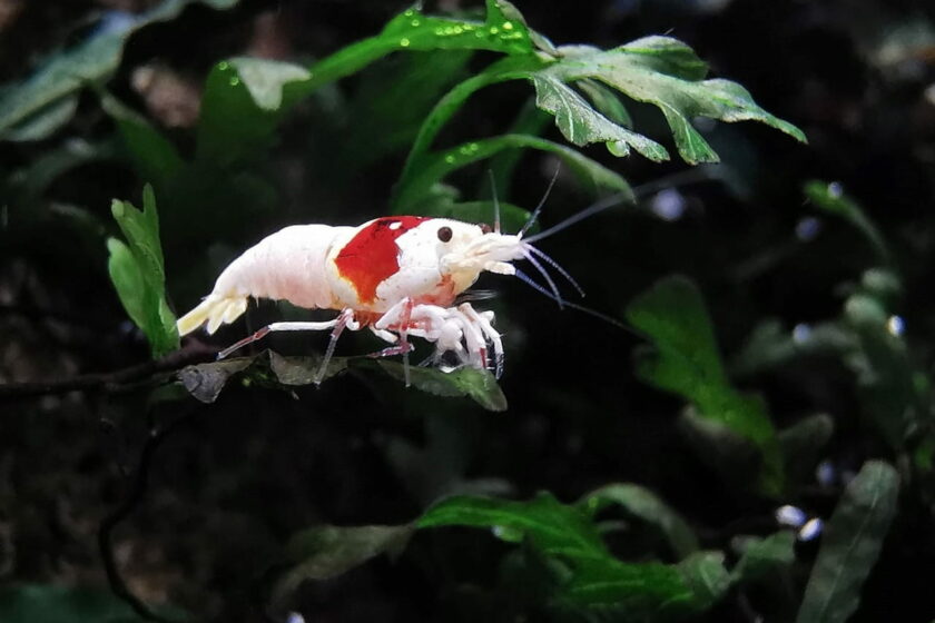 Posthornschnecken im Aquarium Tipps zur Haltung