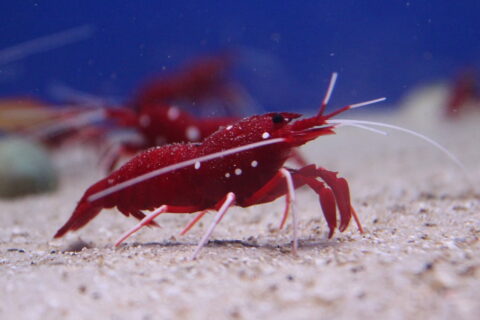 Flusskrebs im Aquarium