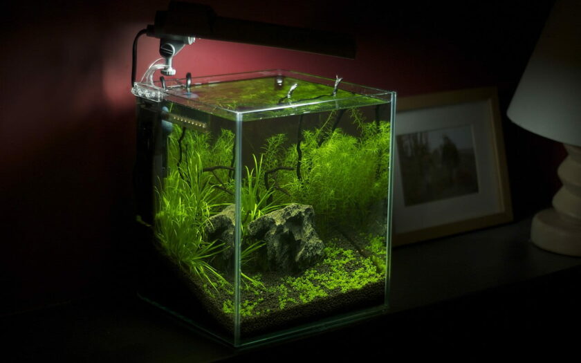 Nano-Aquarium mit Pflanzen