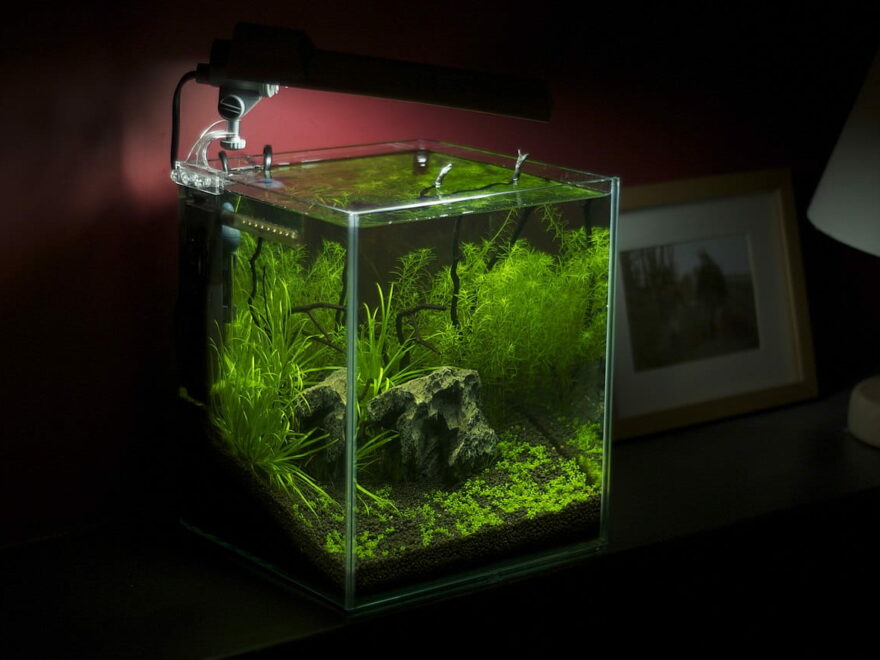 Nano-Aquarium mit Pflanzen