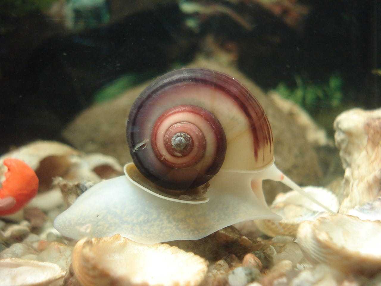 Wie Werde Ich Schnecken Im Aquarium Los Schneckenplage im Aquarium: Tipps zur natürlichen Bekämpfung