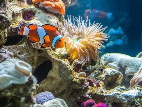 Fotorealistisches Riffaquarium mit Clownfischen, Korallen, einer Garnele und Schnecken, die das Ökosystem bereichern.